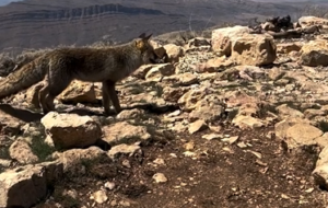 روباه قله دراک شیراز که برای خودش مشهور شده(+فیلم)