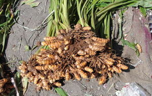 این ادویه برای مبارزه با پیری معجزه می کند