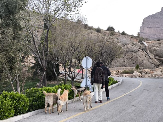 سگ های ولگرد در شیراز