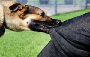 یک سگ ولگرد ۱۶ نفر را در دو شهرستان زخمی کرد