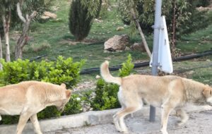 این پارک شیراز بلانسبت سگدونی شده +عکس