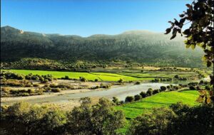 از رها کردن آتش فعال و زباله در جنگل و پارک های جنگلی خودداری کنید