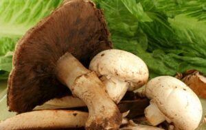 مسمومیت ۸ عضو یک خانواده بر اثر قارچ کوهی در یکی از روستاهای شیراز