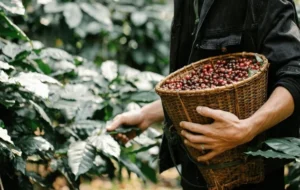 نوشیدن قهوه «عربیکا» بیش از ۵۰۰ هزار سال قدمت دارد