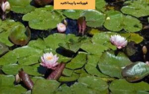 تست هوش: قورباغه پنهان شده در تصویر را در ۸ ثانیه پیدا کنید