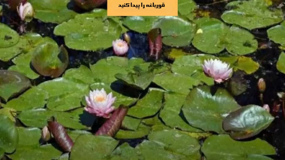 قورباغه را پیدا کنید