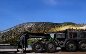 کشف بزرگترین مار تاریخ جهان با درازای ۱۵ متر در غرب هند