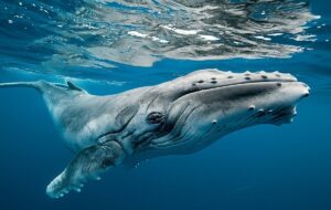 دانشمندان بالاخره موفق به صحبت با یک نهنگ شده‌اند