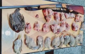 کشف لاشه ۳۲ پرنده در کازرون ، تاثیر فقر بر نابودی محیط زیست