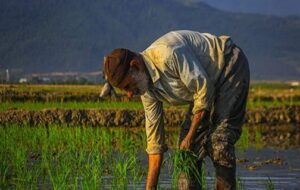 طرح روی زمین مانده «کشت قراردادی» مهم‌ترین ابزار برای اجرای الگوی کشت !