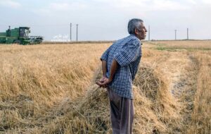 آقای جهاد کشاورزی چطوری ادعا دارید امسال حتی یک کیلوگرم گندم هم وارد نشود؟