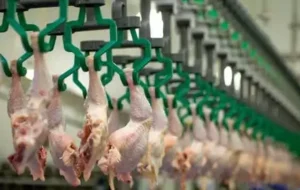 محکومیت ۷۲ میلیارد تومانی یک کشتارگاه بعلت گرانفروشی مرغ