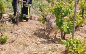 کفتار پس از نجات گودالی در شهرک صنعتی شیراز رها سازی شد