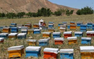 تولید سالانه ۱۲ هزار و ۵۰۰ تن عسل در استان فارس