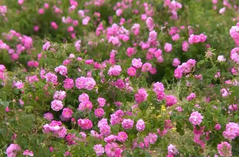 برنامه تعاون روستایی فارس برای خرید توافقی گل محمدی از باغداران میمند