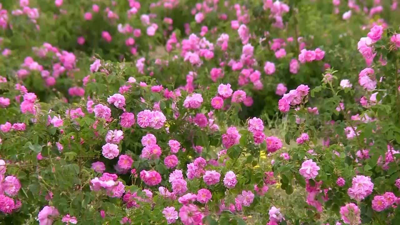 گل محمدی