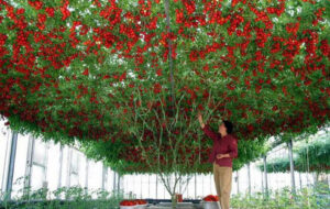 نحوه کشت و برداشت گوجه فرنگی با کمک گونی پلاستیکی در خانه(+ویدئو)