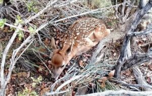 تولد اولین گوساله گوزن زرد ایرانی در سایت تکثیر و پرورش ارسنجان