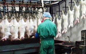 فرآیند برش و بسته بندی گوشت خرگوش را در یک کارخانه مدرن(+ویدئو)