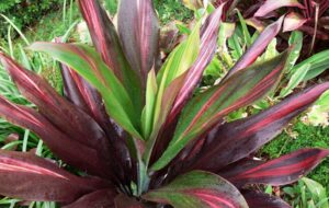 آشنایی با شرایط نگهداری و تکثیر گیاه آپارتمانی کوردیلین