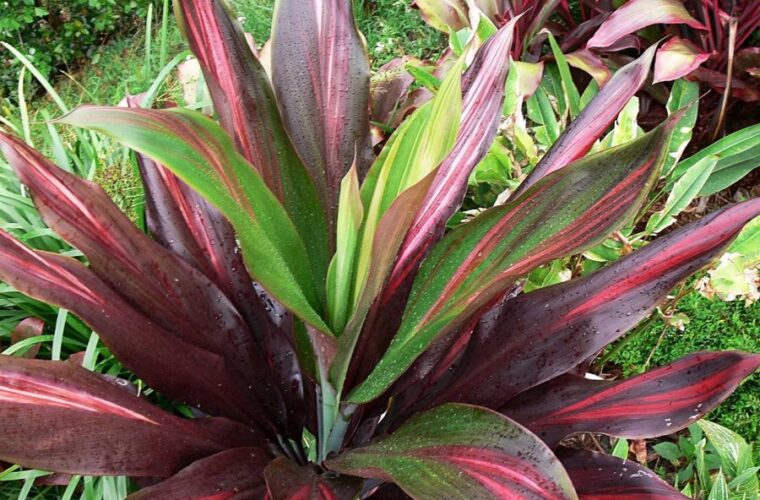 آشنایی با شرایط نگهداری و تکثیر گیاه آپارتمانی کوردیلین