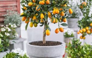 ۱۳ درخت میوه ای که می توانید به راحتی در گلدان بکارید