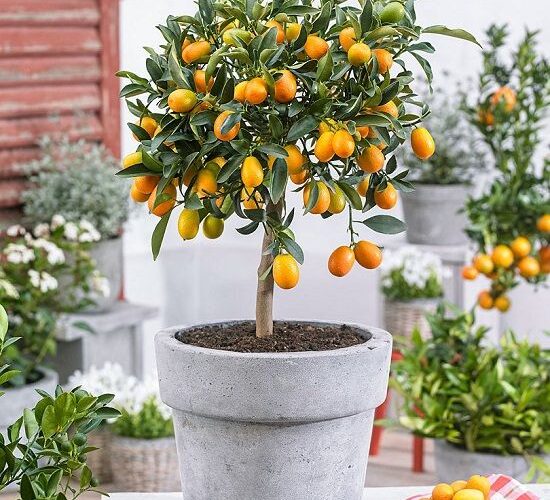 ۱۳ درخت میوه ای که می توانید به راحتی در گلدان بکارید