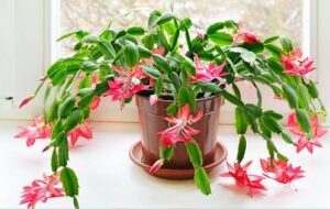 ۸ اشتباه نگهداری کاکتوس کریسمس که مانع گلدهی آن می شود