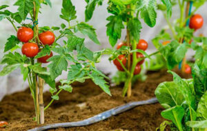 ۱۲ نکته مهمی که برای کاشت و پرورش گوجه فرنگی در خانه به دردتان می خورد