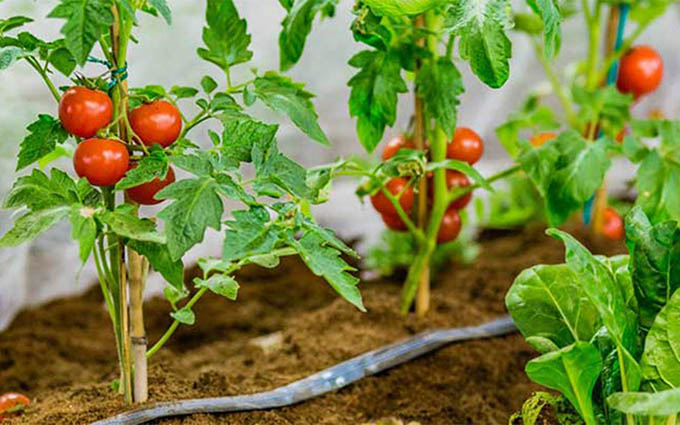 پرورش گوجه فرنگی