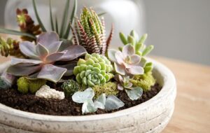 نکات مهمی که برای نگهداری تراریوم کاکتوس باید بدانید