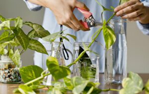 شیوه اصولی قلمه زدن و تکثیر گیاه پتوس + نکات مهم