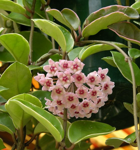 بیماری و مشکلات گیاه هویا