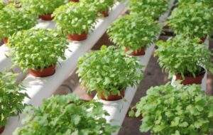 روش صحیح کاشت گیاه جعفری در خانه و شرایط نگهداری آن