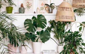 ۱۰ نکته مهم مراقبتی گیاهان آپارتمانی در فصل گرما