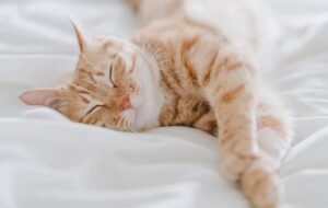 دیدن گربه در خواب چه تعبیری دارد؟