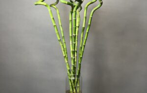 ۴ طریقه پیچ دادن گیاه بامبو در خانه