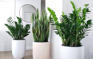 نکات اولیه نگهداری هر نوع گیاه آپارتمانی که باید بدانید