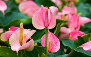 علت تغییر رنگ دادن گل آنتوریوم چیست؟