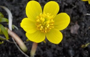 آشنایی با گل زیبای آرانتیس و شرایط محیطی مناسب نگهداری آن