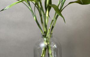 روش قلمه زدن و تکثیر اصولی گیاه بامبو در خانه