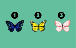 تست شخصیت شناسی:با انتخاب یک پروانه میزان خلاقیت خود را بسنجید