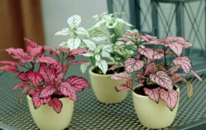 آشنایی با مشکلات و بیماری های گل سنگ + راه درمان