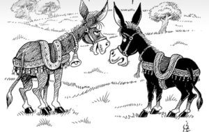 خرها از گرسنگی تلف می‌شوند!