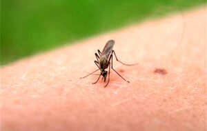 پشه ها چه افرادی را بیشتر از دیگران نیش می زنند؟