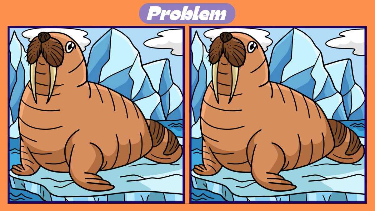 Walrus Problem