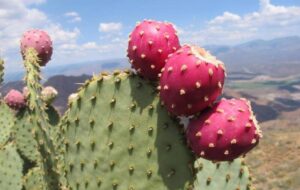 جهرمی ها بالاخره گلابی خاردار کاشتند