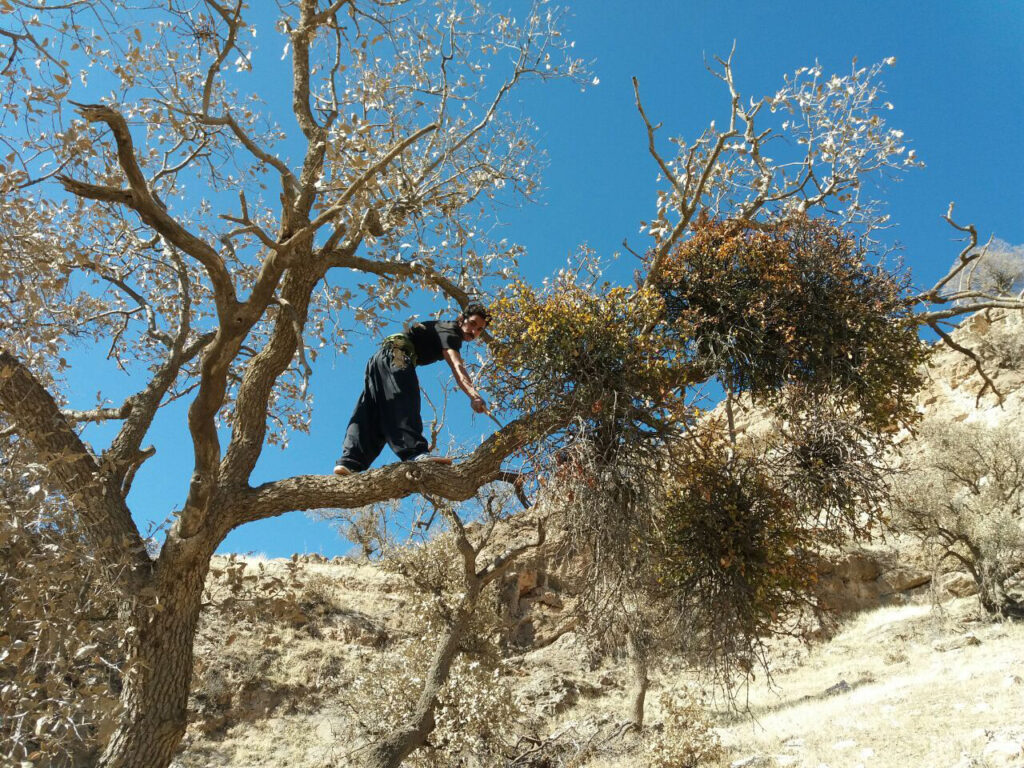 بلوط