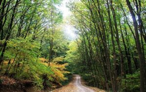 دختر گمشده در جنگل دشت شاد پیدا شد