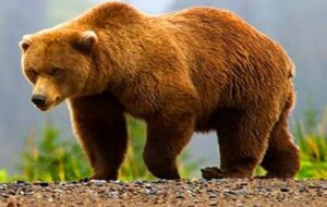 خرس وحشی به همراه ۲ توله اش در کوه‌های اقلید (+ویدئو)